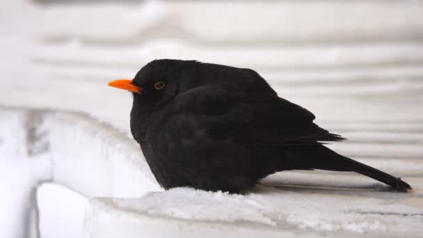 Euroasijské Blackbird Turdus Kos Sedí Sněhu Velký Mráz — Stock video