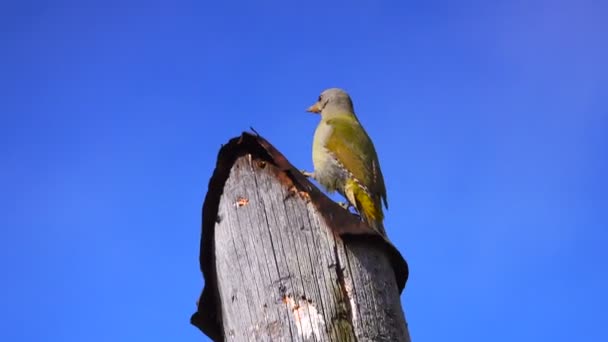 Tête Grise Picus Canus Est Assise Sur Arbre Son — Video