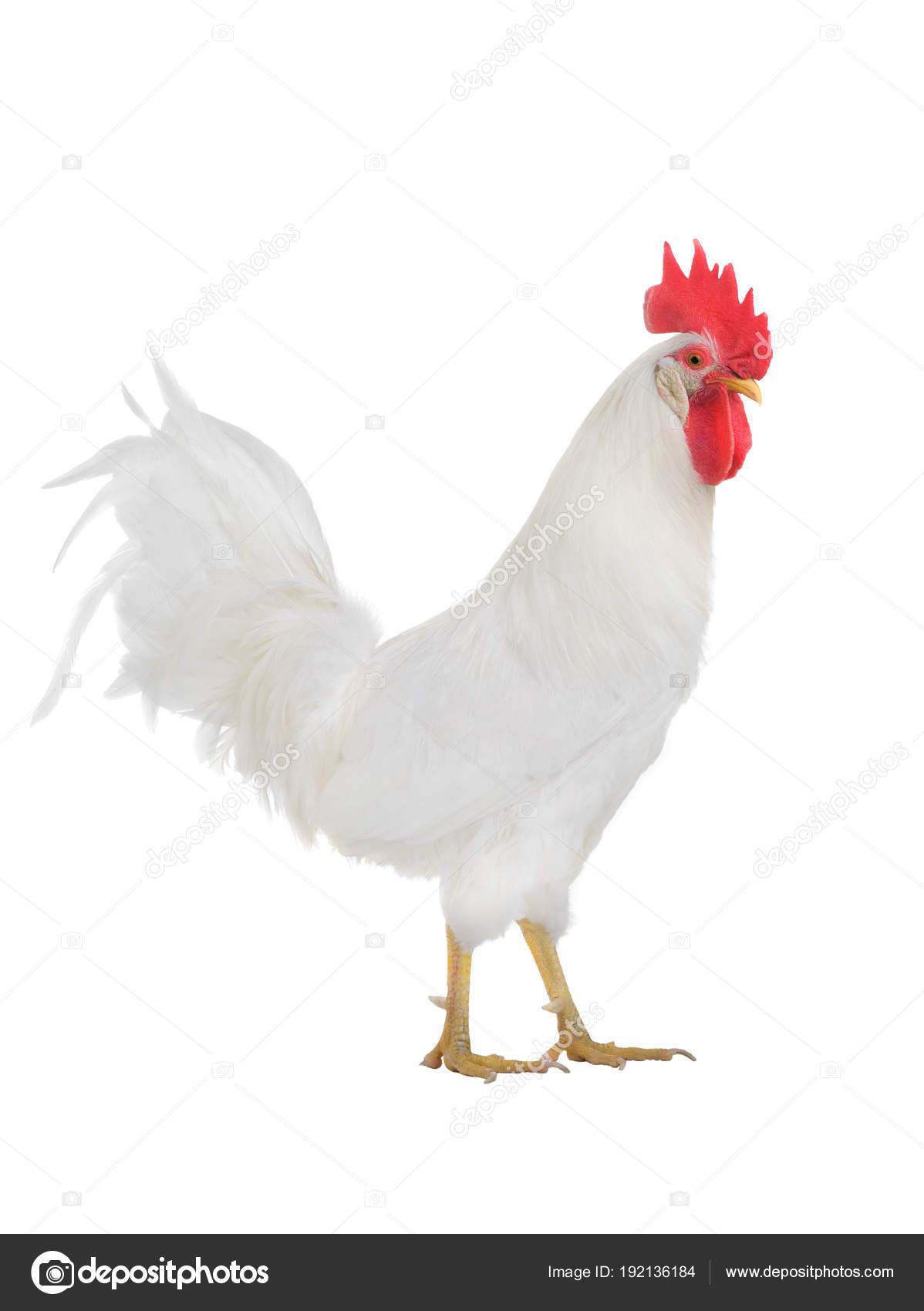 White rooster isolated — Stock Photo © bazil #192136184