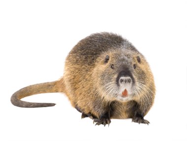 Coypu (myocastor adatavşanları) 
