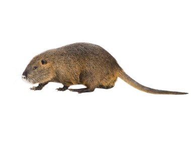 Coypu (myocastor adatavşanları) 
