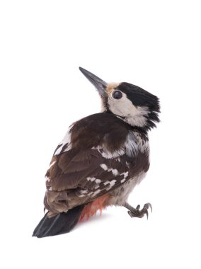 Büyük Benekli Ağaçkakan (Dendrocopos major)