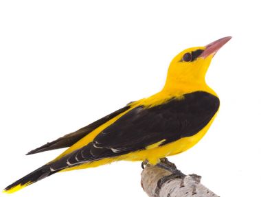 Bayağı sarıasma (Oriolus oriolus)