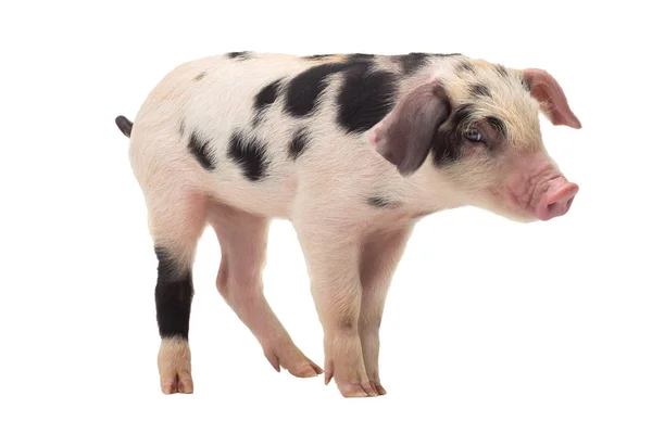 Pig on a white — Stock Photo, Image