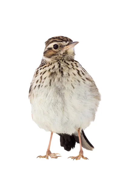 Hout Leeuwerik Lullula Arborea Geïsoleerd Een Witte Achtergrond — Stockfoto