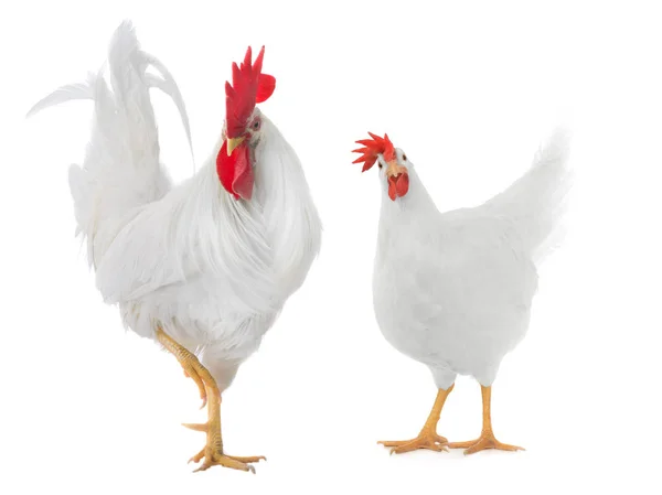 White rooster isolated — Stock Photo, Image