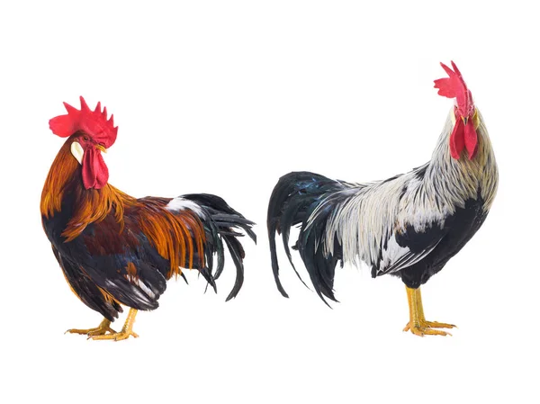 Rooster isolated — Stock Photo, Image