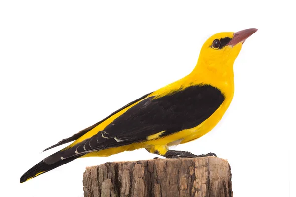 Oriole doré d'Eurasie (Oriolus oriolus ) — Photo