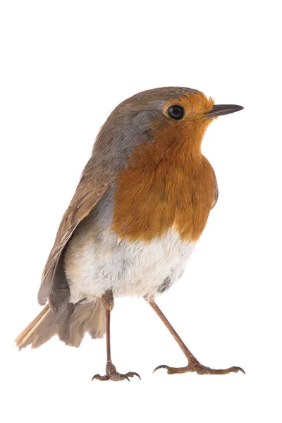 Європейський вільшанка (Erithacus rubecula) — стокове фото