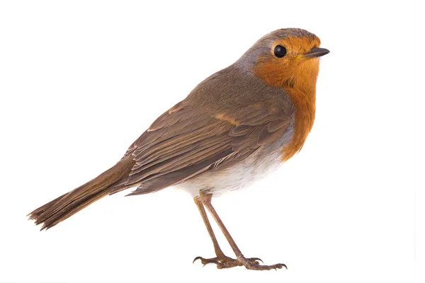 Rubin europejski (Erithacus rubecula)) — Zdjęcie stockowe