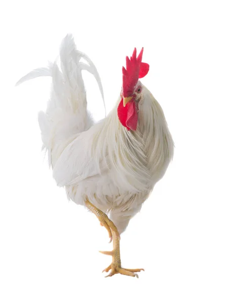 Gallo bianco isolato — Foto Stock