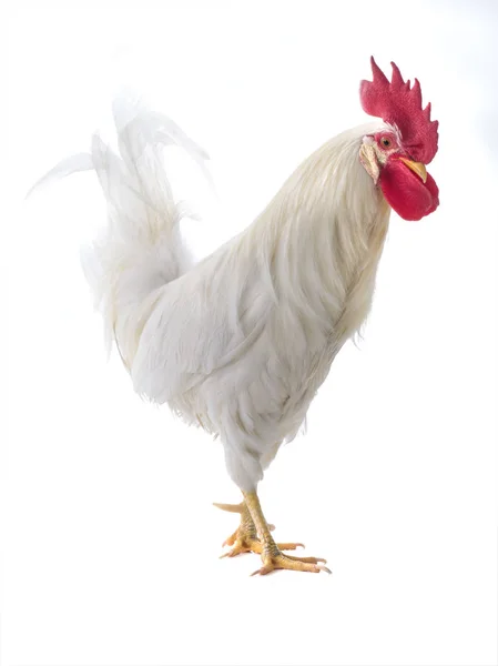 Gallo blanco aislado — Foto de Stock