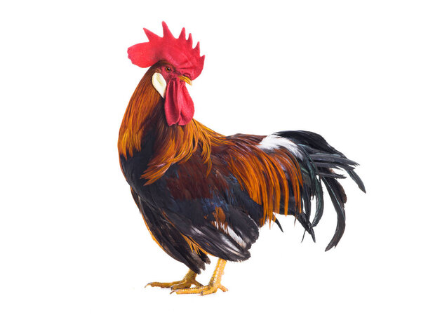 rooster isolated 