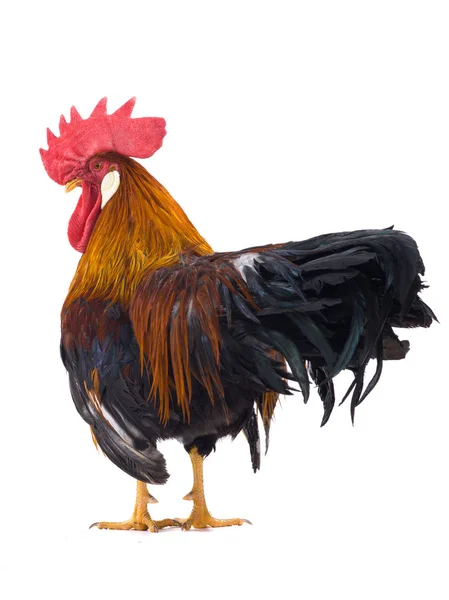 Gallo isolato — Foto Stock