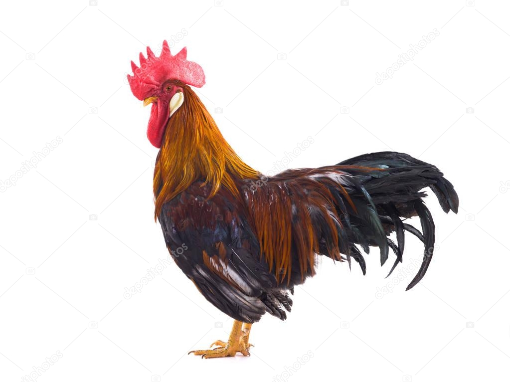 rooster isolated 