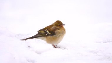 Karda kuşlar finch (ortak ispinoz)