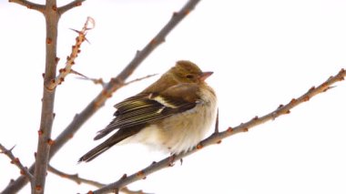 bir ağaç dalı üzerinde kuşlar finch (ortak ispinoz)