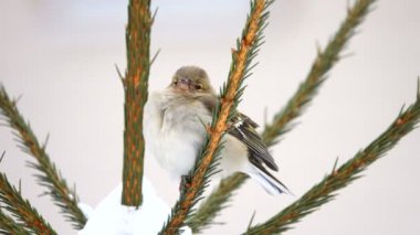 bir ağaç dalı üzerinde kuşlar finch (ortak ispinoz)