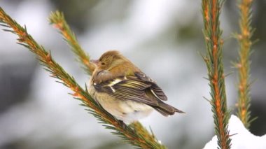 kuşlar finch (ortak ispinoz) ağaç dal. ses