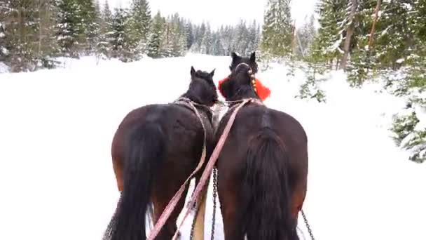 Los Caballos Corren Con Campanas Invierno Sonido — Vídeos de Stock