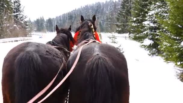 Pferde Laufen Winter Mit Glocken Klang — Stockvideo