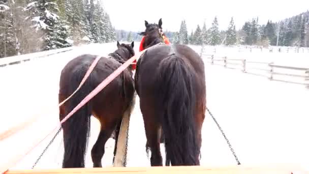 馬は冬の鐘を実行します — ストック動画