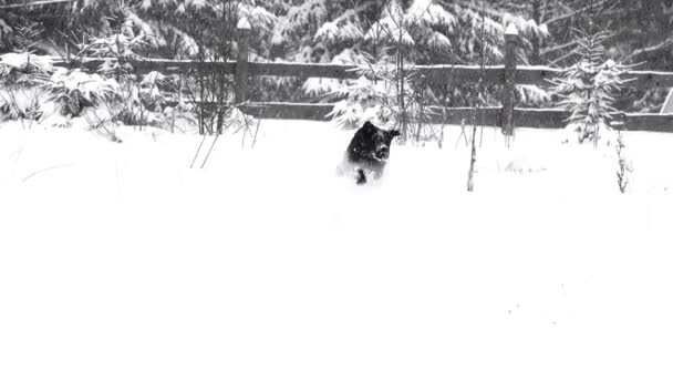 Cão Corre Através Neve Inverno — Vídeo de Stock