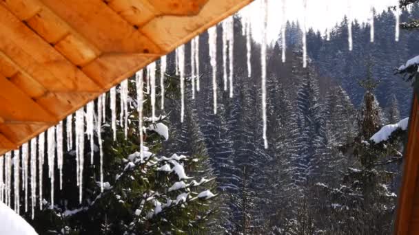 Neve Derreter Fundo Uma Floresta Com Mortalha Pássaros — Vídeo de Stock