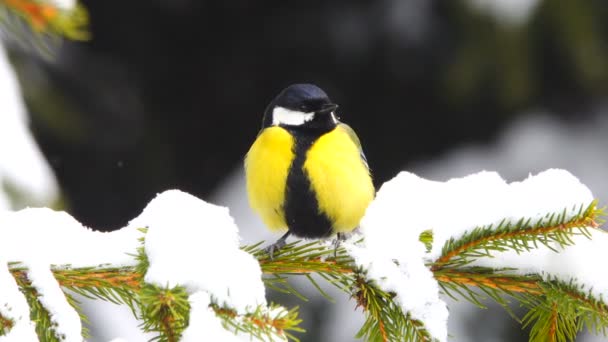 Fågel Våren Sitter Gren Gran Ljud — Stockvideo