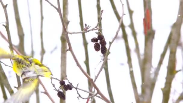 Eurasian Siskin Spinus Spinus Eats Winter — Stock Video