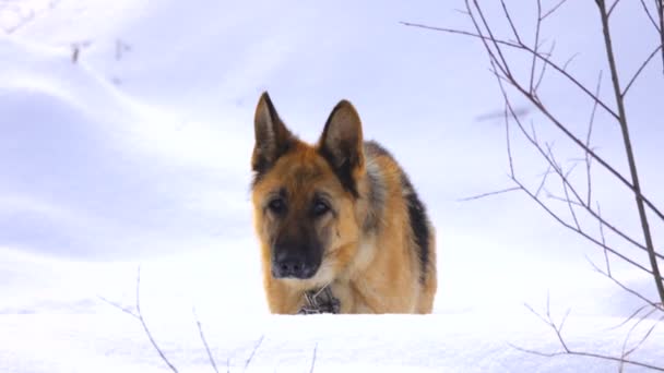 Schäferhund Schnee — Stockvideo