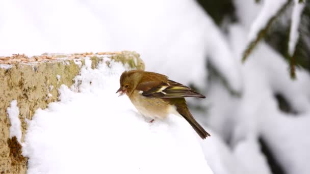 Vogels Finch Gemeenschappelijk Vink Eet Zonnebloempitten — Stockvideo