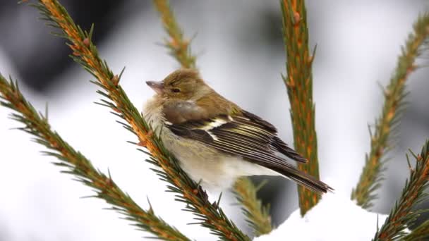 Птахи Фінч Часто Chaffinch Гілці Дерева — стокове відео