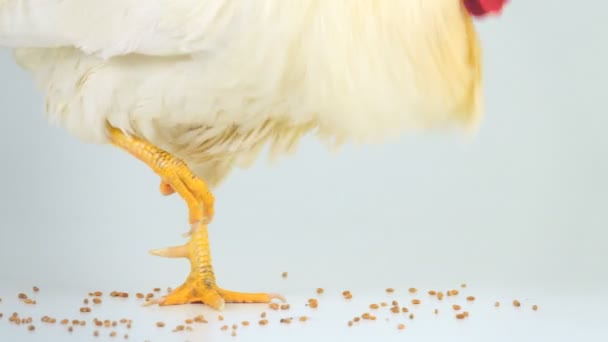 Rooster Pecks Grain White Screen Sound — Stock Video