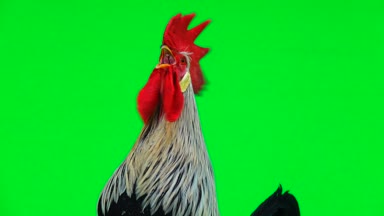 portre horoz yeşil ekranda şarkı söylüyor.