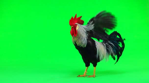 Cock Flaps Its Wings Sings Green Screen — Stock Video