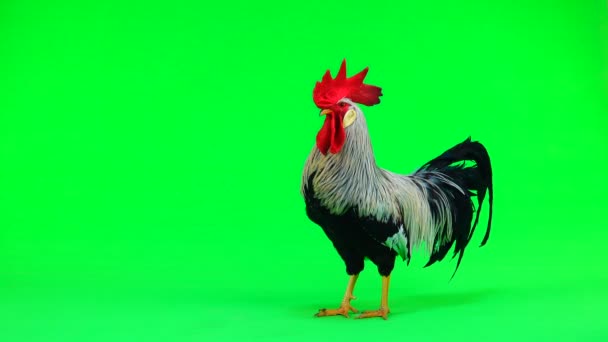 Cock Green Screen Sound — Stock Video