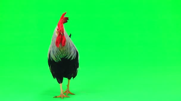 Cock Goes Green Screen Sound — Stock Video