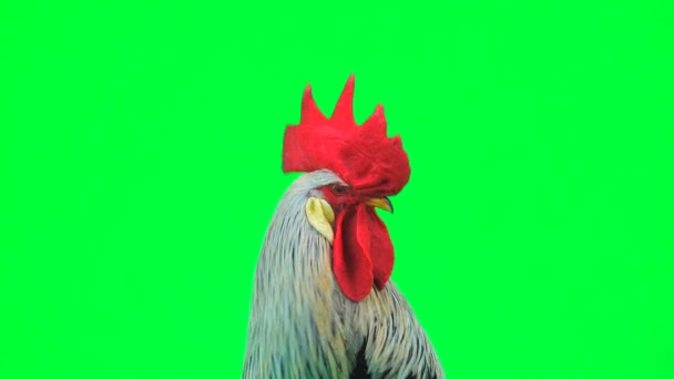 Portrait Grey Cock Green Screen — Stock Video