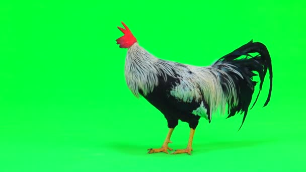 Cock Green Screen Sound — Stock Video