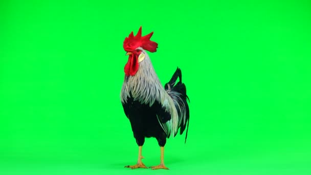 Cock Sings Green Screen — Stock Video