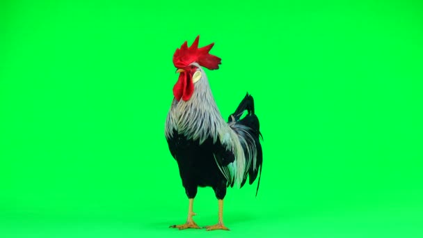 bite chante sur écran vert. son 