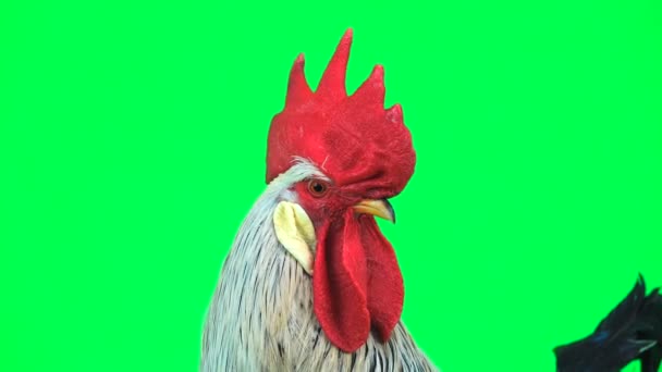 Portrait Cock Sings Green Screen — Stock Video
