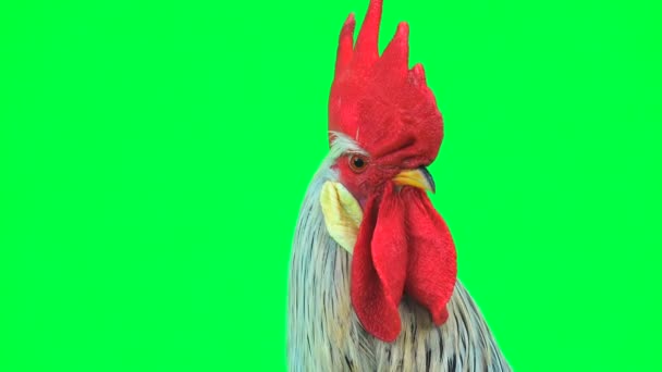 Portrait Cock Sings Green Screen — Stock Video