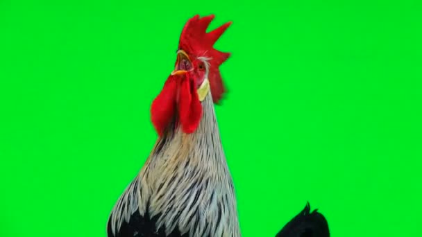 Πορτρέτο Κόκορας Τραγουδά Στην Πράσινη Οθόνη — Αρχείο Βίντεο
