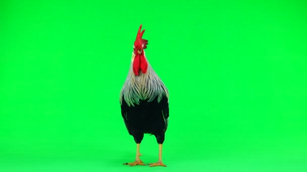 Hahn Flattert Mit Den Flügeln Und Singt Auf Grünem Bildschirm — Stockvideo