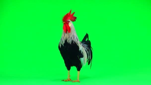 bite sur l'écran vert. son 