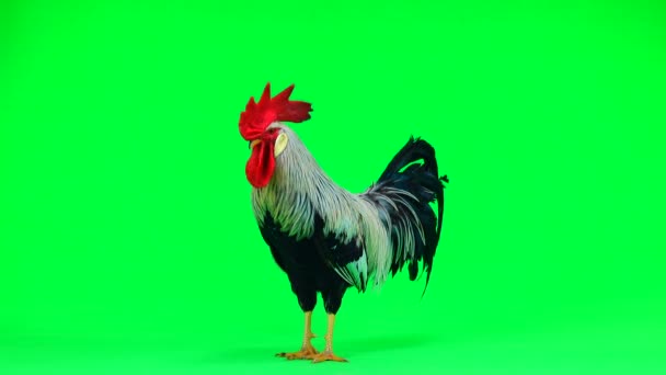 灰公鸡在绿屏上拍打翅膀 自然声音 — 图库视频影像