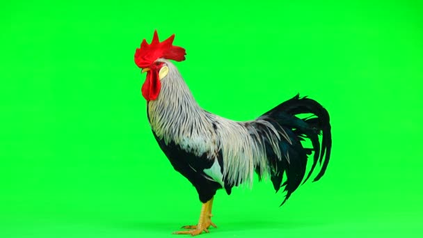 Grey Cock Green Screen Natural Sound — Stock Video