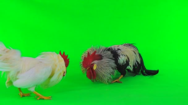 Fights Two Cocks Green Background — Stock Video